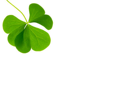 green clover leaves isolated on white background. St. Patrick 's Day. foliageの写真素材