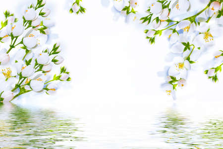 White jasmine. The branch delicate spring flowers. natureの写真素材