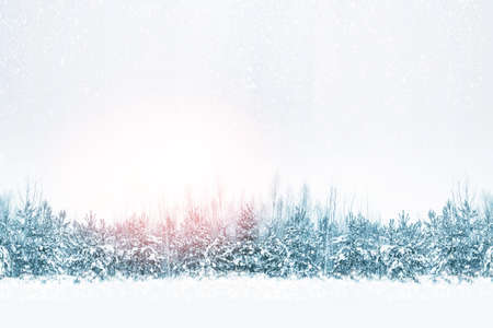 Frozen winter forest with snow covered trees. outdoor
