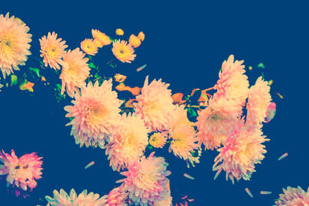 selective focus. Colorful chrysanthemum flowers on a background of the autumn landscape. meadow bloomingの写真素材