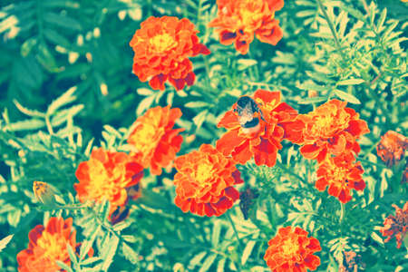 selective focus. Colorful bright flowers marigold against the background of the summer landscape.の写真素材