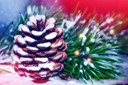 Pine cone in the snow. Winter greeting card. Coniferous branch.の写真素材