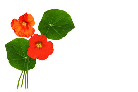 Autumn nasturtium flowers isolated on white background. natureの写真素材