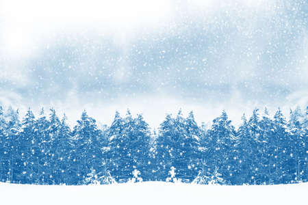 Frozen winter forest with snow covered trees. outdoor
