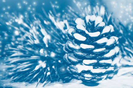Pine cone in the snow. Winter greeting card. Coniferous branch.の写真素材