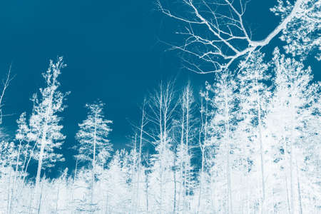 Frozen winter forest with snow covered trees. outdoorの写真素材