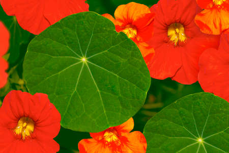 Bright nasturtium flowers with green colorful leaves.の写真素材