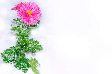 Beautiful pink chrysanthemums in the snow and frost in the winter garden. Natural backgroundの写真素材
