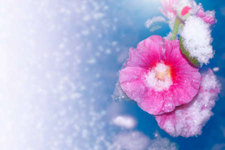 pink mallow in the snow and frost in the winter garden. Natural backgroundの写真素材