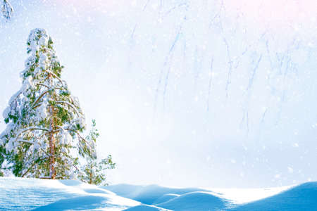 Frozen winter forest with snow covered trees. outdoor