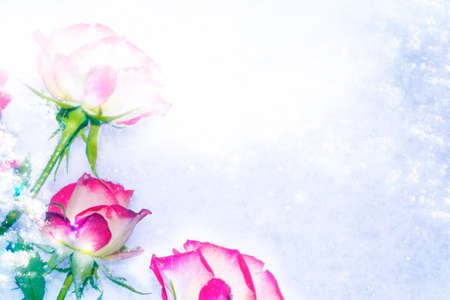 Fresh flowers in the snow. Frozen rose. Nature.の写真素材