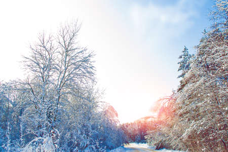 Frozen winter forest with snow covered trees. outdoorの写真素材