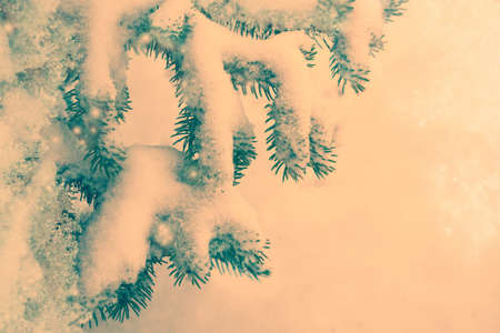 Frozen winter forest with snow covered trees. outdoorの写真素材