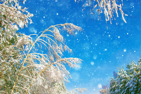 Frozen winter forest with snow covered trees. outdoorの写真素材