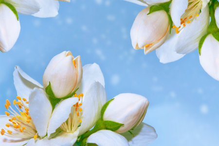 White jasmine. The branch delicate spring flowers. natureの写真素材