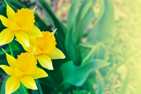 Bright and colorful flowers of daffodils on the background of the spring landscape