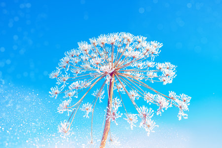 Blurred frozen grass. Winter abstract background. Landscape. outdoor
