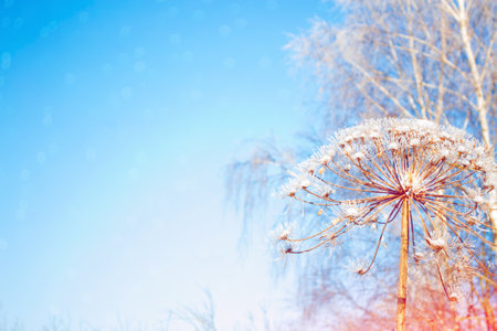 Blurred frozen grass. Winter abstract background. Landscape. outdoorの写真素材
