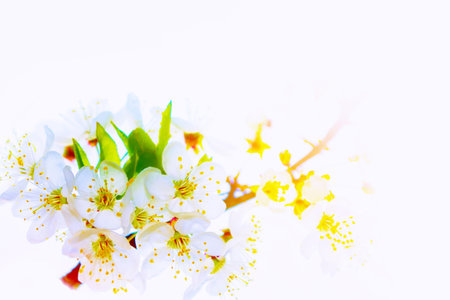 nature. Blossoming branch apple. Bright colorful spring flowersの写真素材