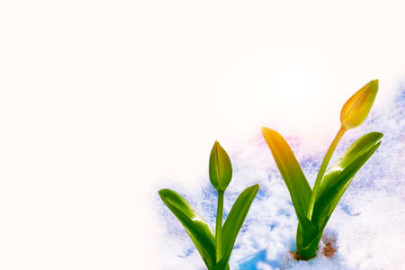 nature. tulip flower growing in snow in early spring garden