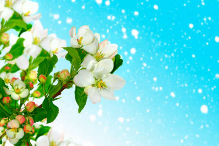 nature. Blossoming branch apple. Bright colorful spring flowers