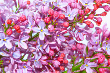 Spring branch of blossoming lilac. Beautiful violet Lilac flower
