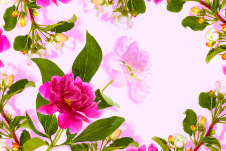Blossoming branch apple. Bright colorful spring flowers. Beautiful nature scene. Greeting card.