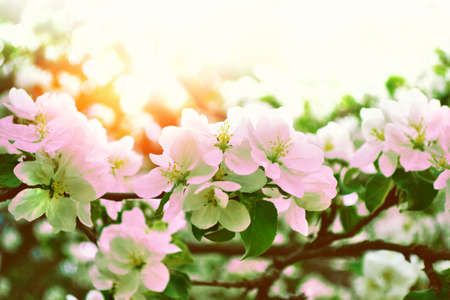 nature. Blossoming branch apple. Bright colorful spring flowersの写真素材