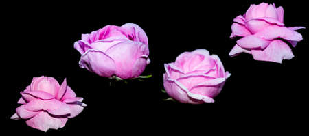 Flower bud roses on a black background. natureの写真素材