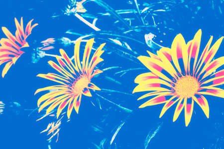 Colorful chrysanthemum flowers on a background of the autumn landscape. meadow blooming