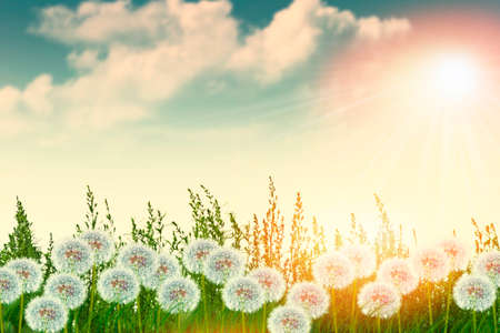 Fluffy dandelion flower against the background of the summer landscape. Wildflowerの写真素材