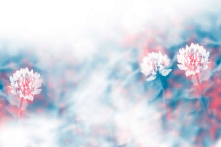 Summer landscape. Blooming clover bushes with sunlight in the background on sunny day