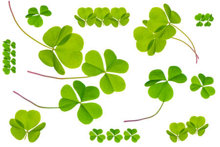 set. green clover leaves isolated on white background. St. Patrick 's Day. foliage shamrockの写真素材