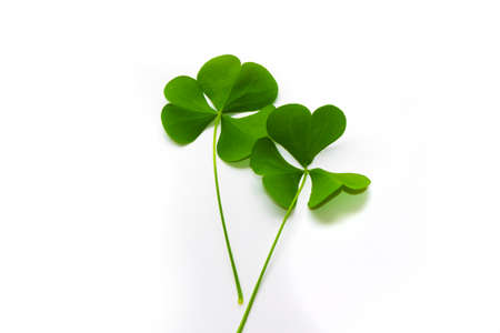 green clover leaves isolated on white background. St. Patrick 's Day. foliage shamrockの写真素材