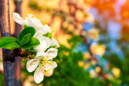 Blossoming branch cherry. Bright colorful spring flowers. Beautiful nature sceneの写真素材