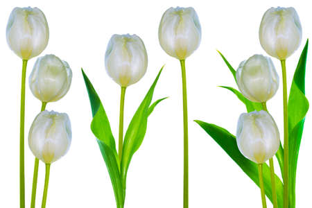 set. Greeting card. spring flowers tulips isolated on white background. floral collection.の写真素材