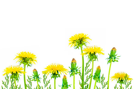 Fluffy dandelion. Spring flowers isolated on a white background. Nature.の写真素材