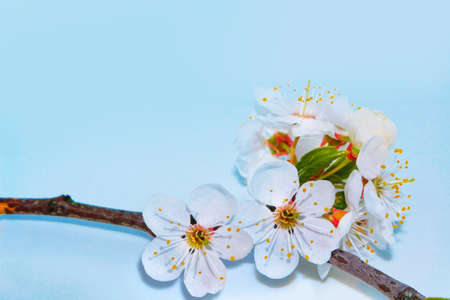 Blossoming branch cherry. Bright colorful spring flowers. springtime