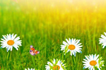 butterfly. White bright daisy flowers on a background of the summer landscape. outdoors