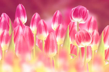 Bright colorful spring tulip flower. Nature. landscapeの写真素材