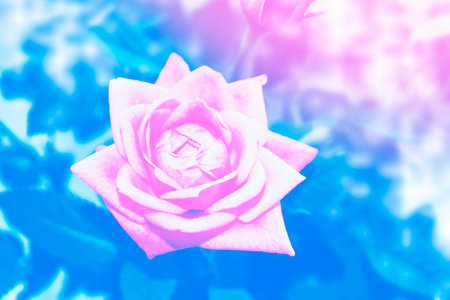 Bright colorful rose flowers in the garden. Nature.の写真素材