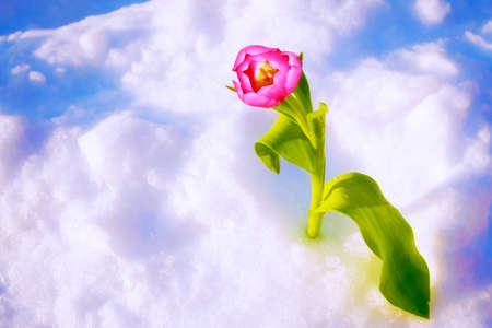 nature. tulip flower growing in snow in early spring gardenの写真素材