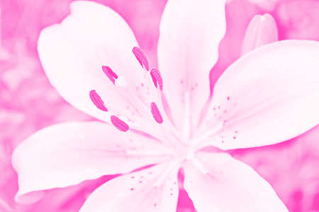 Colorful beautiful flowers lily on the background of the summer landscape. natureの写真素材