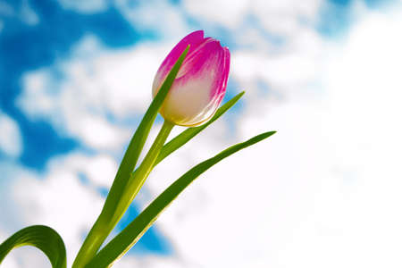 Spring flower tulip on a background of blue sky with clouds. landscapeの写真素材