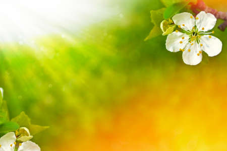 nature. Blossoming branch cherry. Bright colorful spring flowersの写真素材