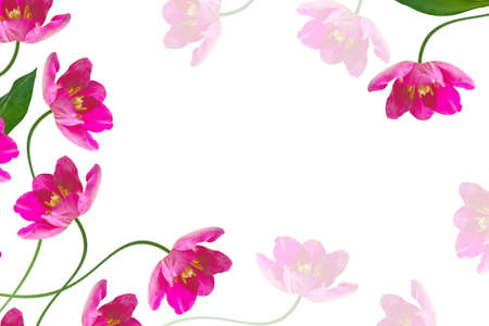 Greeting card. spring flowers tulips isolated on white background. floral collection.の写真素材