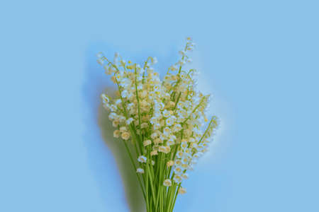 Lily of the valley flower on blue background. nature