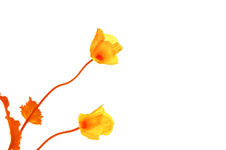 Greeting card. spring flowers poppies isolated on white background. floral collection.の写真素材