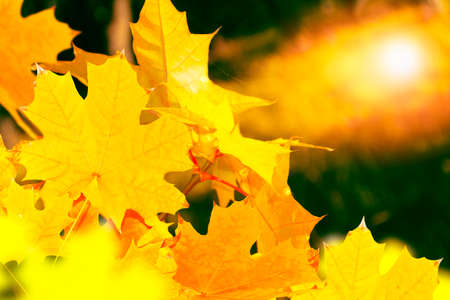autumn landscape with bright colorful leaves. Indian summer. foliage.
