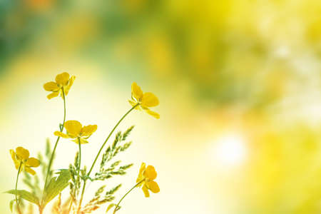 Summer landscape. Yellow flowers of buttercup. floral background. Ranunculus acrisの写真素材